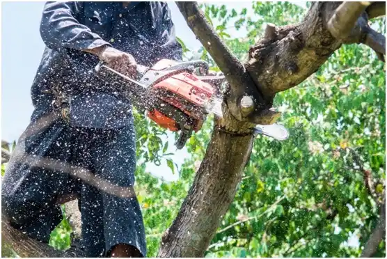tree services Fillmore
